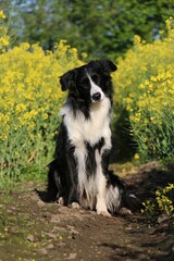 Portrait of a pretty black and white border collie sitting on a path in the rapeseed field and looking into the camera