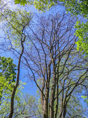 Obraz premium Poznań, Cybina valley, Olszak, Poplar trees