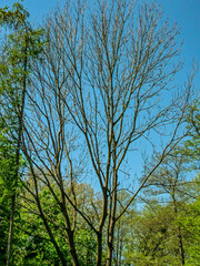 Poznań, Cybina valley, Olszak, Poplar trees
