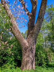 Poznań, Cybina valley, Olszak, Poplar trees