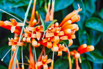 Flame Vine or Pyrostegia Venusta, wall ivy new blooming buds and orange colored trumpet flowers