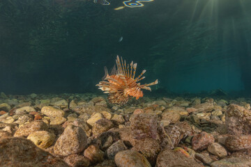 Lionfish in the Red Sea colorful fish, Eilat Israel
