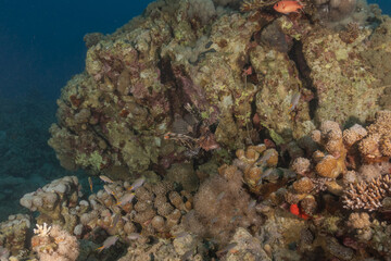Coral reef and water plants in the Red Sea, Eilat Israel
