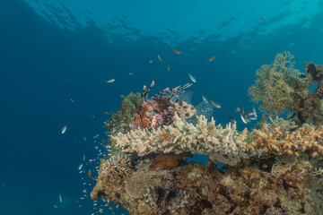 Coral reef and water plants in the Red Sea, Eilat Israel
