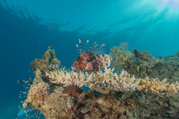 Fototapeta premium Lionfish in the Red Sea colorful fish, Eilat Israel 