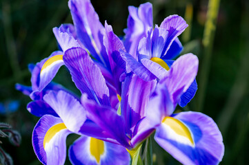 Close-up of a blue iris flower in a garden. Iris is a genus of perennial plants with rhizomes or bulbs in the Iridaceae family.