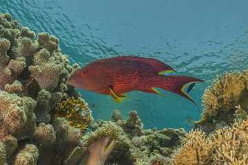 Fish swimming in the Red Sea, colorful fish, Eilat Israel
