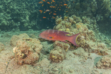 Fototapeta premium Fish swimming in the Red Sea, colorful fish, Eilat Israel 