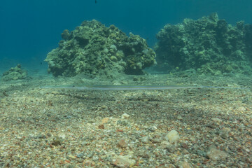 Squid in the Red Sea Colorful and beautiful, Eilat Israel
