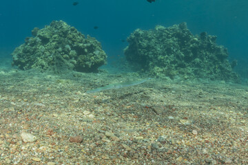Squid in the Red Sea Colorful and beautiful, Eilat Israel
