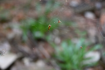 A tiny brownish orange color trashline orb weaver spider sits on its web