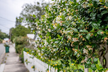 cocoa village, fl