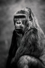 Black and white photograph of a lowland gorilla posing at a local zoo.