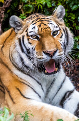 Amur Tiger at a local zoo.
