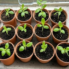 Tomato seedlings in pots on the window close-up