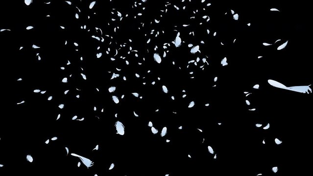 White and silver feather particles falling  from above on black background. Abstract background.
