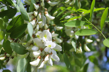 white acacia flowers, spring flowering acacia, white spring acacia flowers