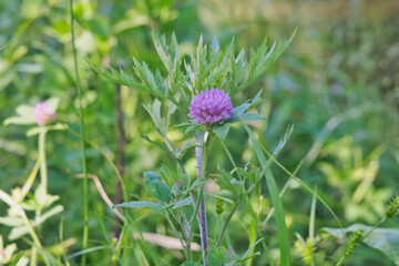 ピンクのセンニチコウ