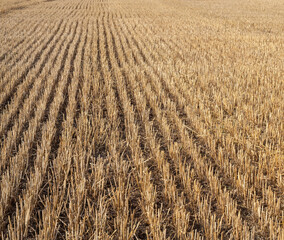 Stover on the field.