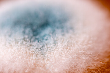 closeup photo of fungi grwoth on agar showing conidia spores
