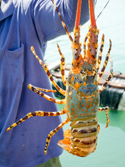 Fisherman holding live lobster