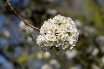 large inflorescences of white cherry blossoms in spring