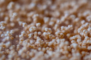 closeup photo of fungi grwoth on agar showing conidia spores