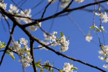 cherry blossoms in the orchard