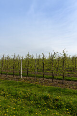 Obraz premium apple trees in the orchard in cloudy weather