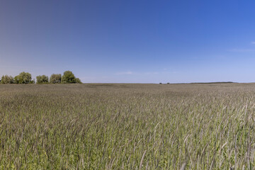 a new wheat crop in a field near the forest