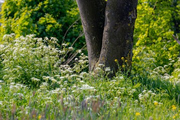 Selective focus of white flowers Cow Parsley in spring, Anthriscus sylvestris, Wild chervil or keck is a herbaceous biennial or short-lived perennial plant in the family Apiaceae, Natural background.