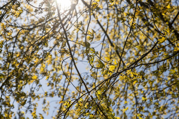 Fototapeta premium beautiful new maple foliage in sunny weather