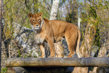 a predatory animal - a young lioness on a platform made of logs - Powered by Adobe