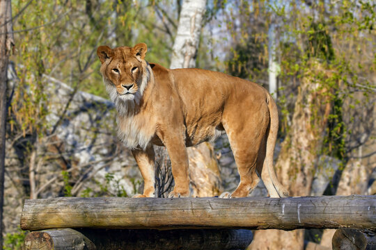 a predatory animal - a young lioness on a platform made of logs