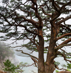 tree in the forest