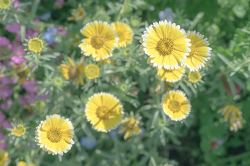 flower, dandelion, yellow, nature, spring, plant, grass, summer, garden, meadow, field, flowers, flora, blossom, bloom, floral, leaf, beauty, daisy, blooming, petal, bee, sun, sunflower, macro