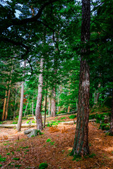 Hiking Tour on the Semmelberg in the Bavarian Forests