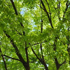 Fototapeta premium green leaves background
