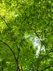 Fototapeta premium green leaves background