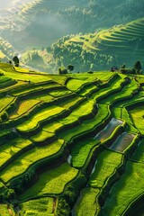A beautiful view of rice terraces in the mountains. - obrazy, fototapety, plakaty
