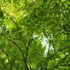 Obraz premium green leaves background