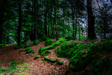 Hiking Tour on the Semmelberg in the Bavarian Forests