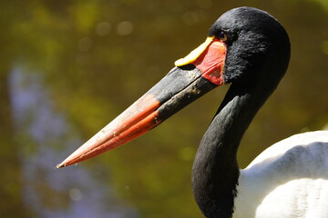 The saddle-billed stork or saddlebill (Ephippiorhynchus senegalensis) is a large wading bird in the stork family, Ciconiidae.