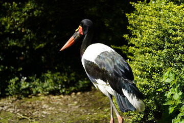 The saddle-billed stork or saddlebill (Ephippiorhynchus senegalensis) is a large wading bird in the stork family, Ciconiidae.