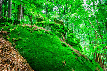 Hiking Tour on the Semmelberg in the Bavarian Forests