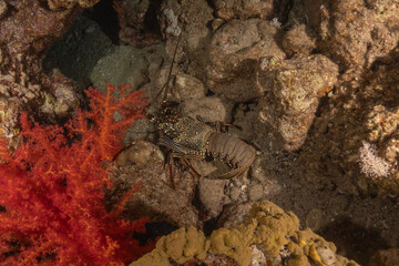 Lobsters in the Red Sea Colorful and beautiful, Eilat Israel
