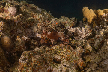 Coral reef and water plants in the Red Sea, Eilat Israel
