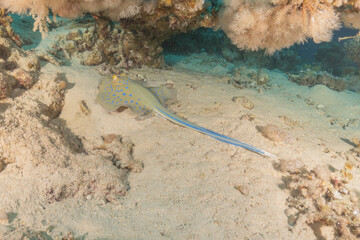 Blue-spotted stingray On the seabed in the Red Sea Eilat, Israel
