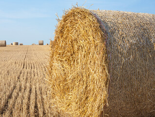 Straw rolls on the field.