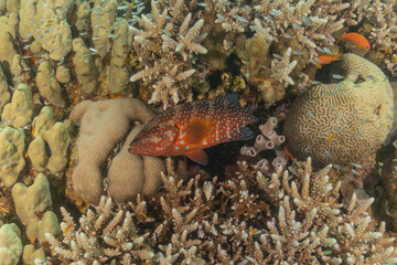 Fish swimming in the Red Sea, colorful fish, Eilat Israel
